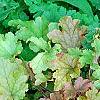 Heuchera 'Marmalade', habit