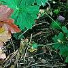 Heuchera 'Marmalade', habit