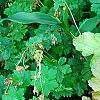 Heuchera 'Marmalade', habit