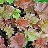 Heuchera 'Marmalade', habit