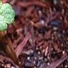 Heuchera 'Petite Lime Sherbet', habit