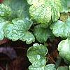 Heuchera 'Petite Lime Sherbet', habit