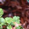 Heuchera 'Petite Lime Sherbet', habit