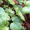 Heuchera 'Petite Lime Sherbet', habit