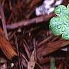 Heuchera 'Petite Lime Sherbet', habit