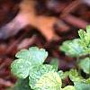Heuchera 'Petite Lime Sherbet', habit