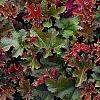 Heuchera 'Purple Petticoats', habit