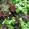 Heuchera 'Purple Petticoats', habit