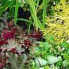 Heuchera 'Purple Petticoats', habit