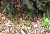 Heuchera 'Purple Petticoats', habit