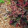 Heuchera 'Purple Petticoats', habit