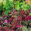 Heuchera 'Purple Petticoats', habit