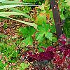 Heuchera 'Purple Petticoats', habit