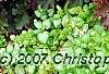 Heuchera 'Purple Petticoats', habit