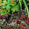 Heuchera 'Purple Petticoats', habit