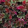 Heuchera 'Purple Petticoats', habit