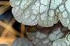 Heuchera 'Regina', leaves