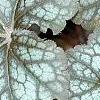 Heuchera 'Regina', leaves