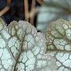 Heuchera 'Regina', leaves