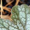 Heuchera 'Regina', leaves