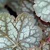 Heuchera 'Regina', leaves