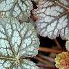 Heuchera 'Regina', leaves