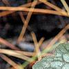 Heuchera 'Regina', leaves