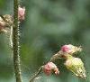 Heuchera richardsonii, flowers