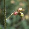 Heuchera richardsonii, flowers