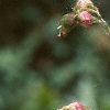 Heuchera richardsonii, flowers