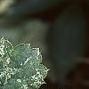 Heuchera 'Snow Angel', leaves