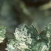Heuchera 'Snow Angel', leaves