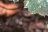 Heuchera 'Snow Angel', leaves