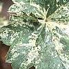 Heuchera 'Snow Angel', leaves