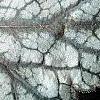 Heuchera 'Silver Scrolls', leaves