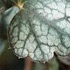 Heuchera 'Silver Scrolls', leaves