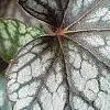 Heuchera 'Silver Scrolls', leaves