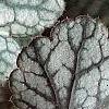 Heuchera 'Silver Scrolls', leaves