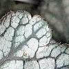 Heuchera 'Silver Scrolls', leaves