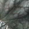 Heuchera 'Silver Scrolls', leaves