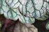 Heuchera 'Silver Scrolls', leaves