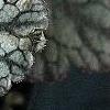 Heuchera 'Silver Scrolls', leaves