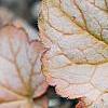 Heuchera 'Pinot Gris', leaves
