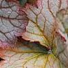 Heuchera 'Pinot Gris', leaves