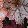 Heuchera 'Pinot Gris', leaves