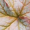 Heuchera 'Pinot Gris', leaves