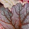 Heuchera 'Pinot Gris', leaves