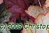 Heuchera 'Pinot Gris', leaves