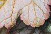 Heuchera 'Pinot Gris', leaves