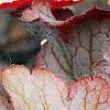 Heuchera 'Pinot Gris', leaves